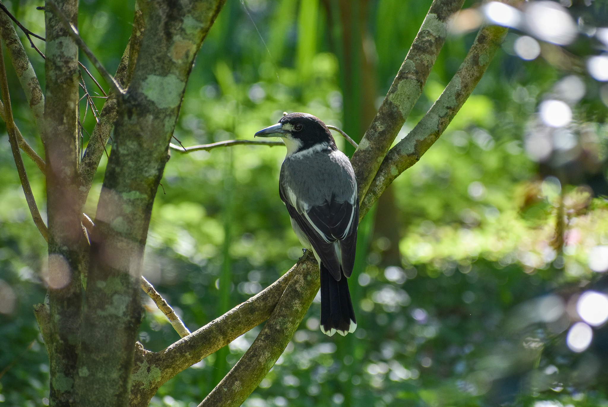 Grey Butcherbird
