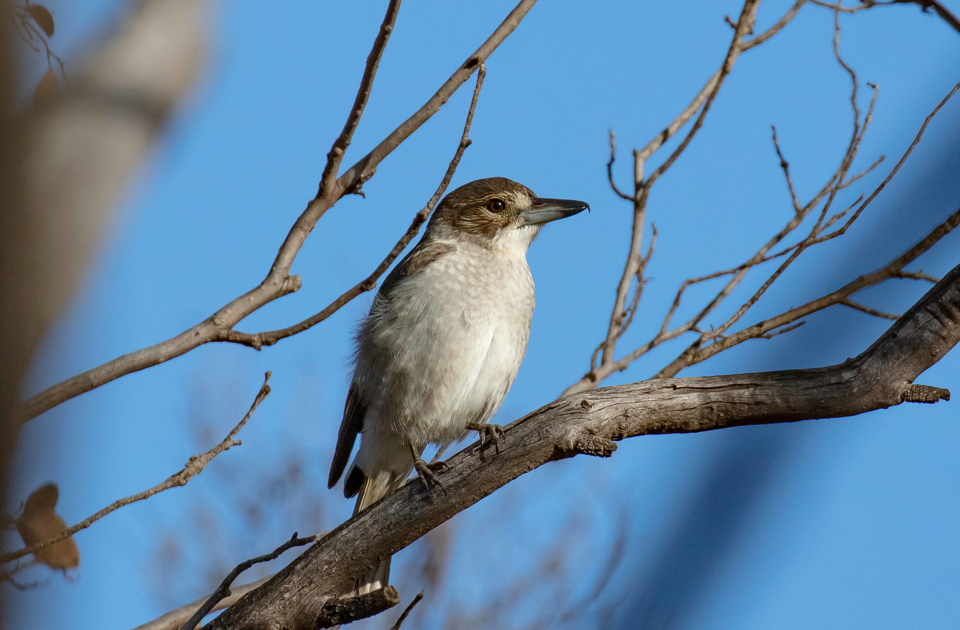 Grey Butcherbird