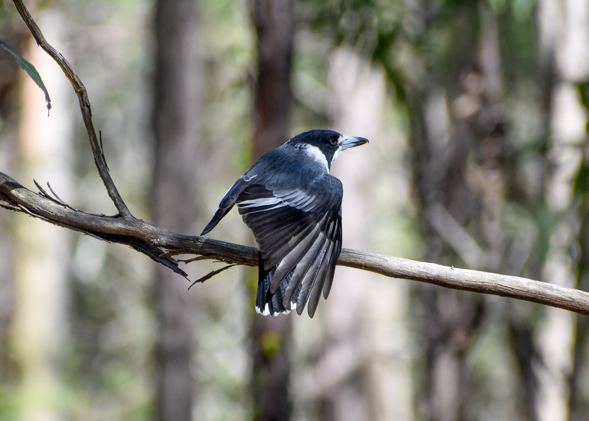 Grey Butcherbird