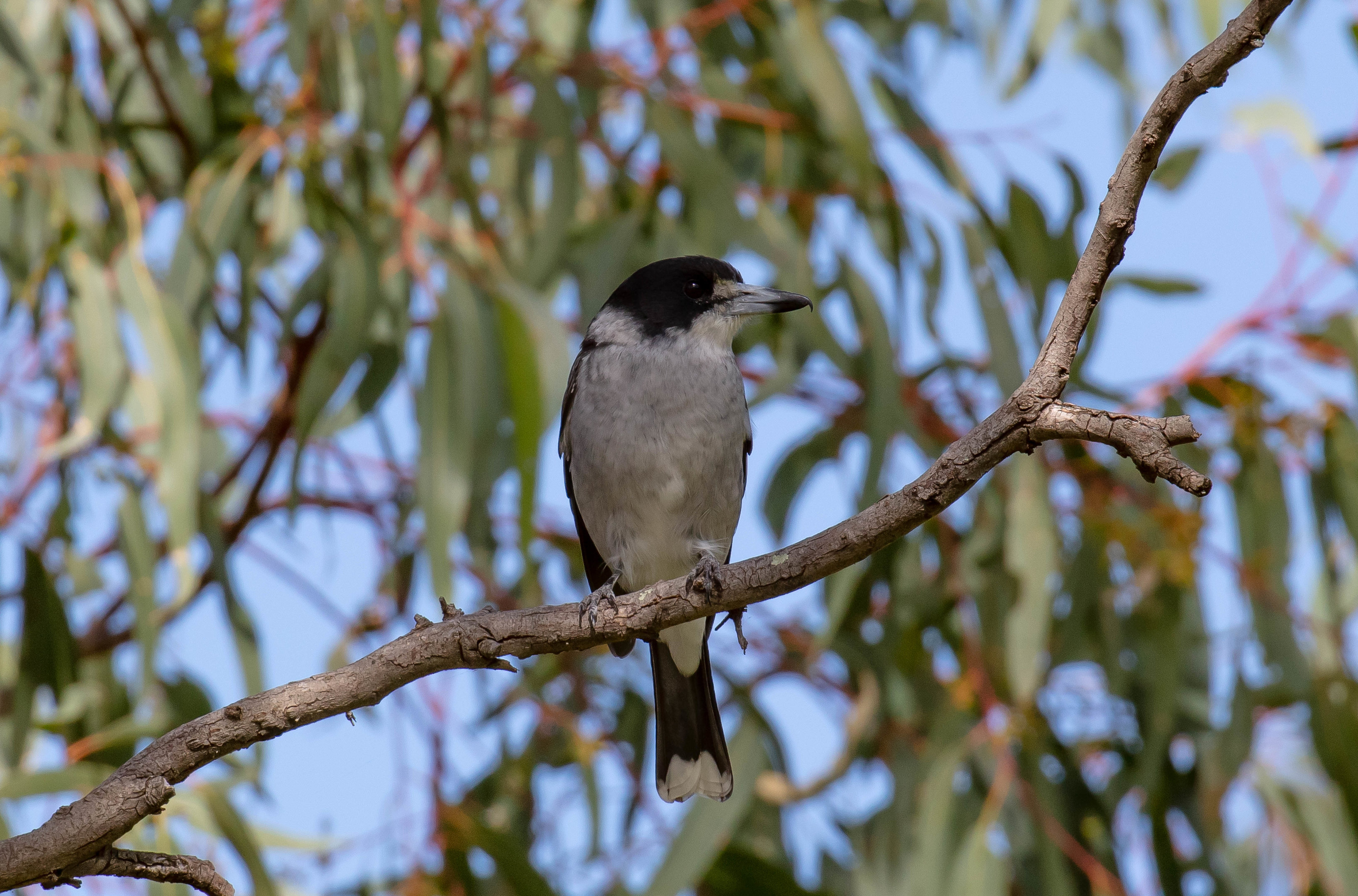Grey Butcherbird