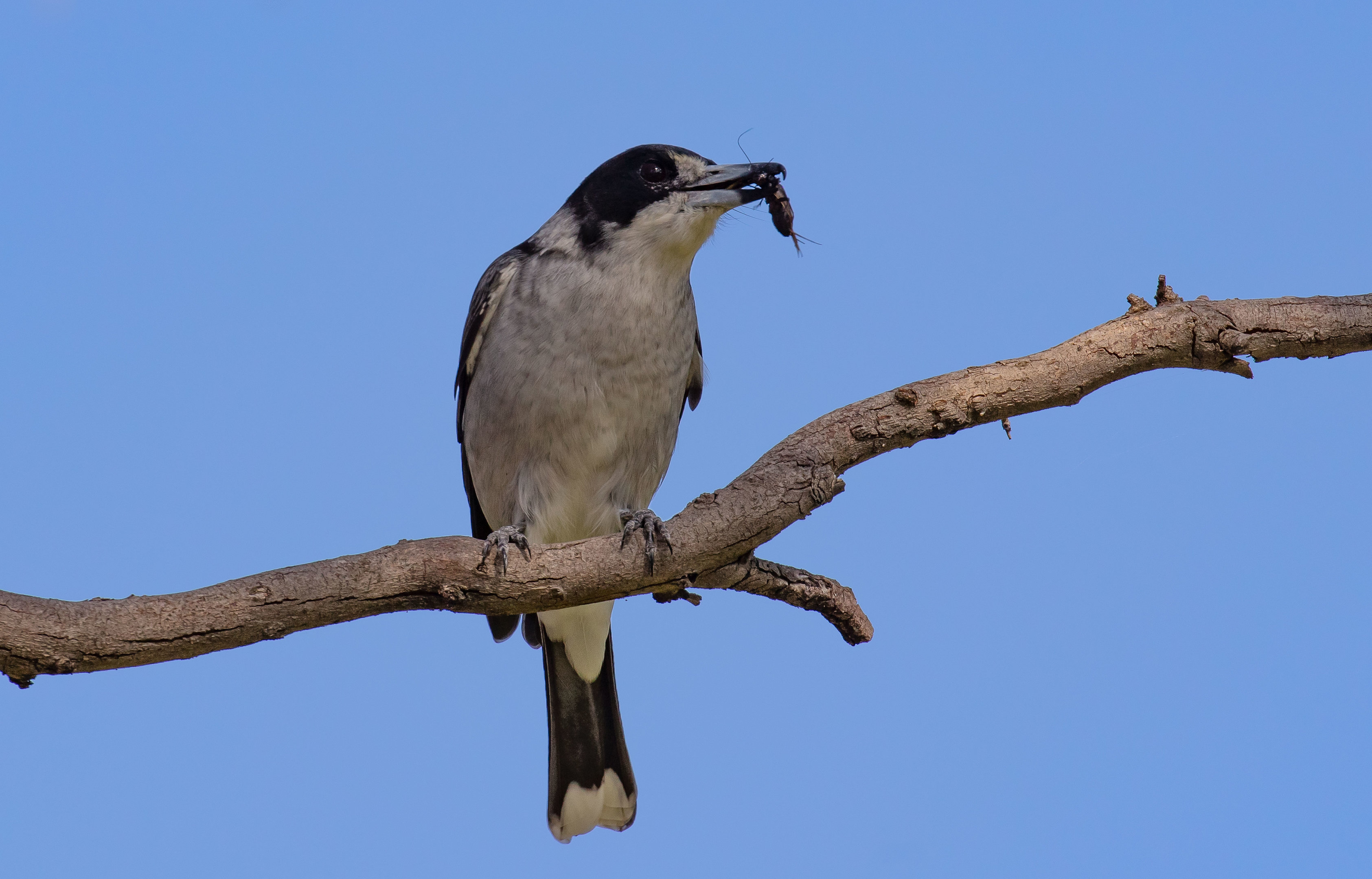 Grey Butcherbird