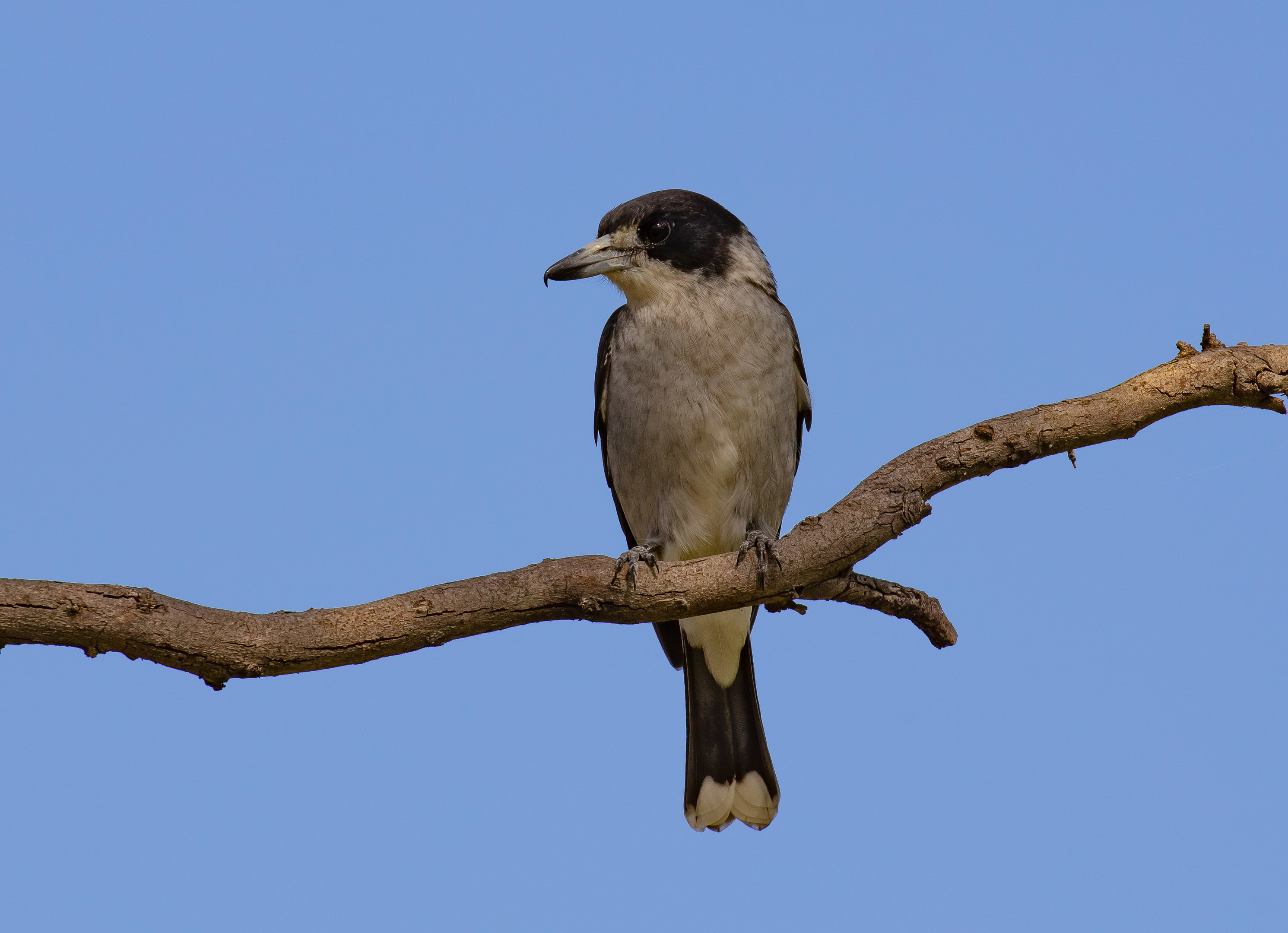 Grey Butcherbird