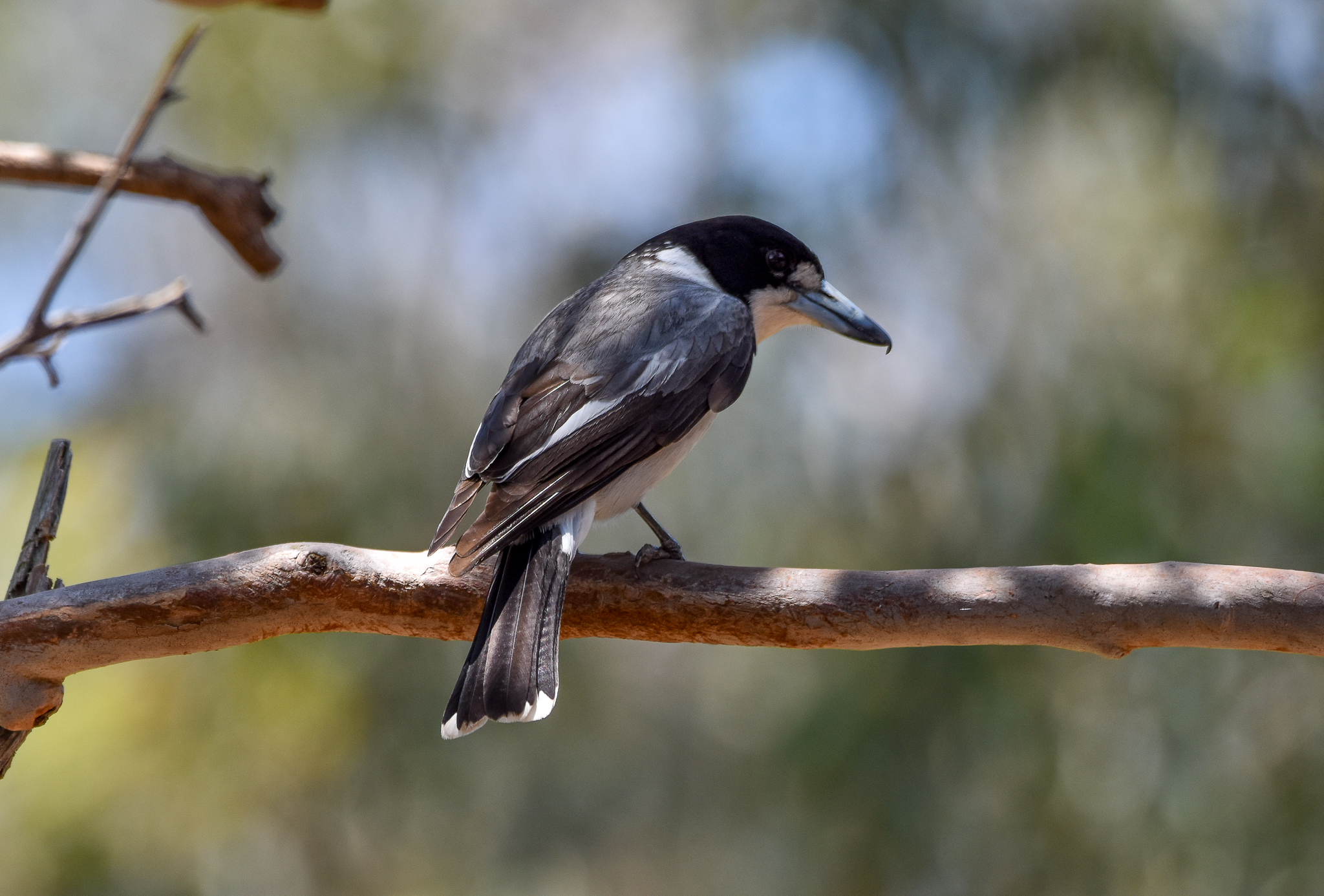 Grey Butcherbird