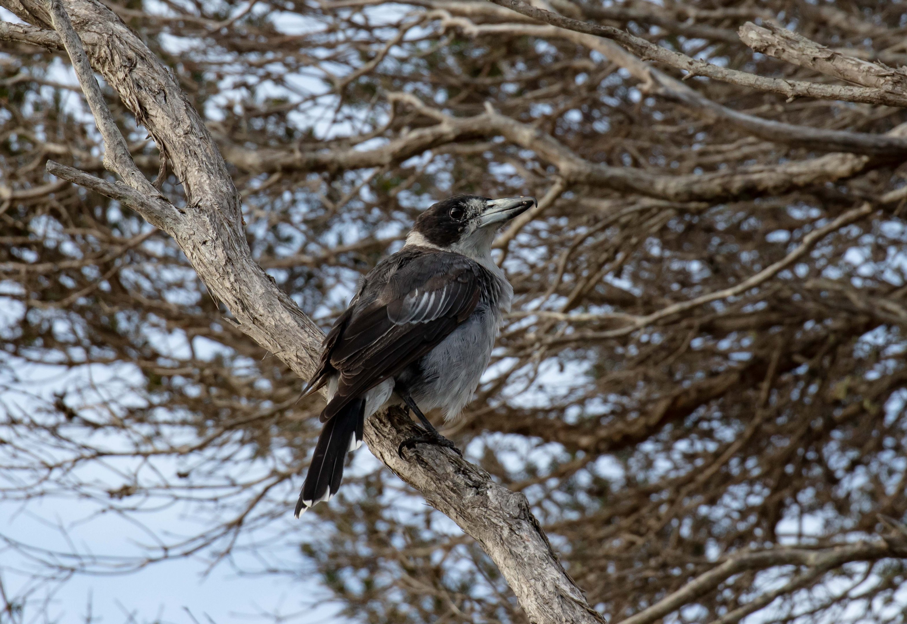 Grey Butcherbird