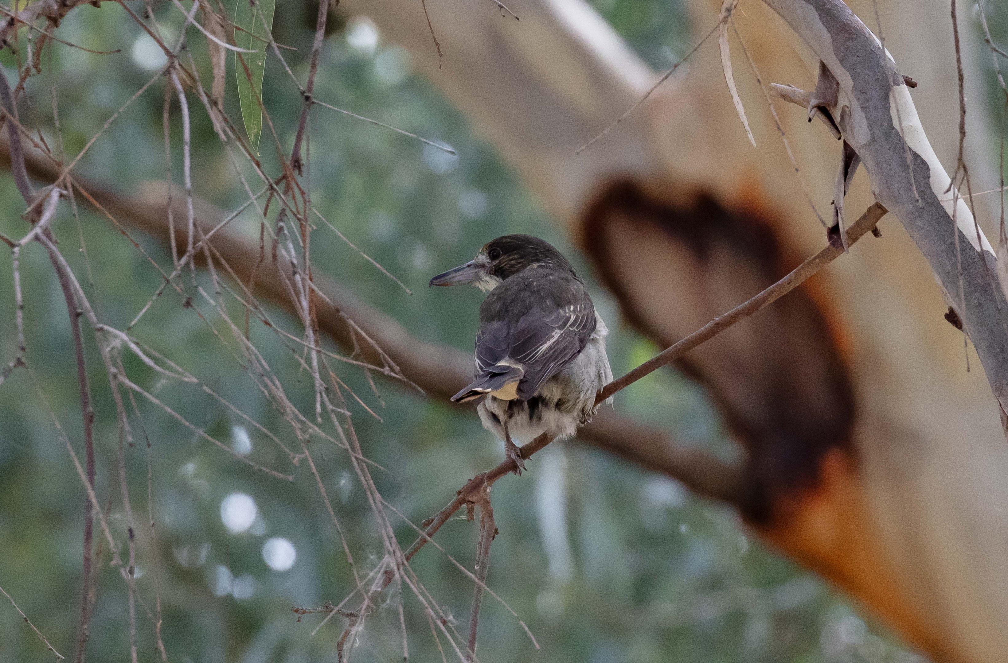 Grey Butcherbird