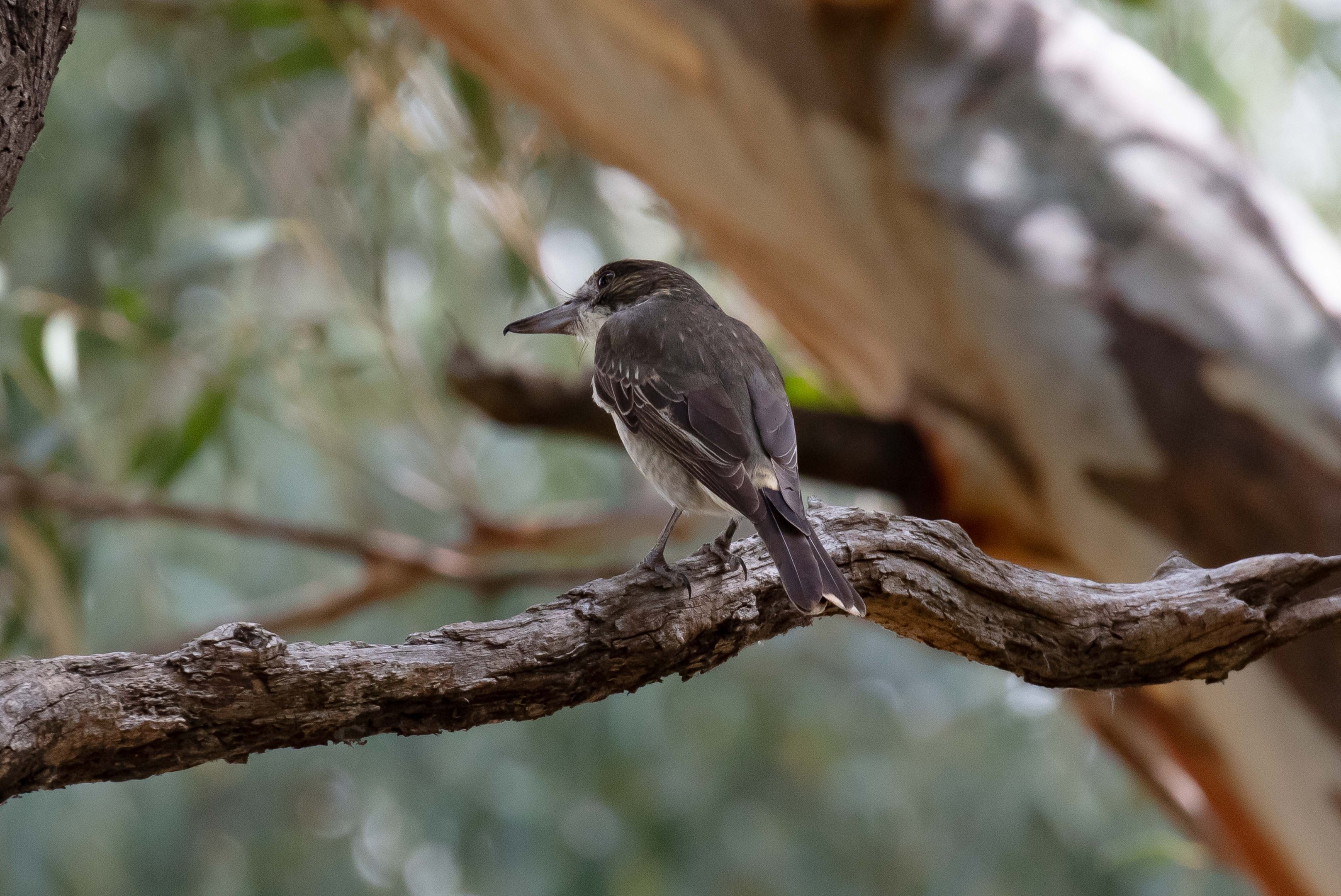 Grey Butcherbird