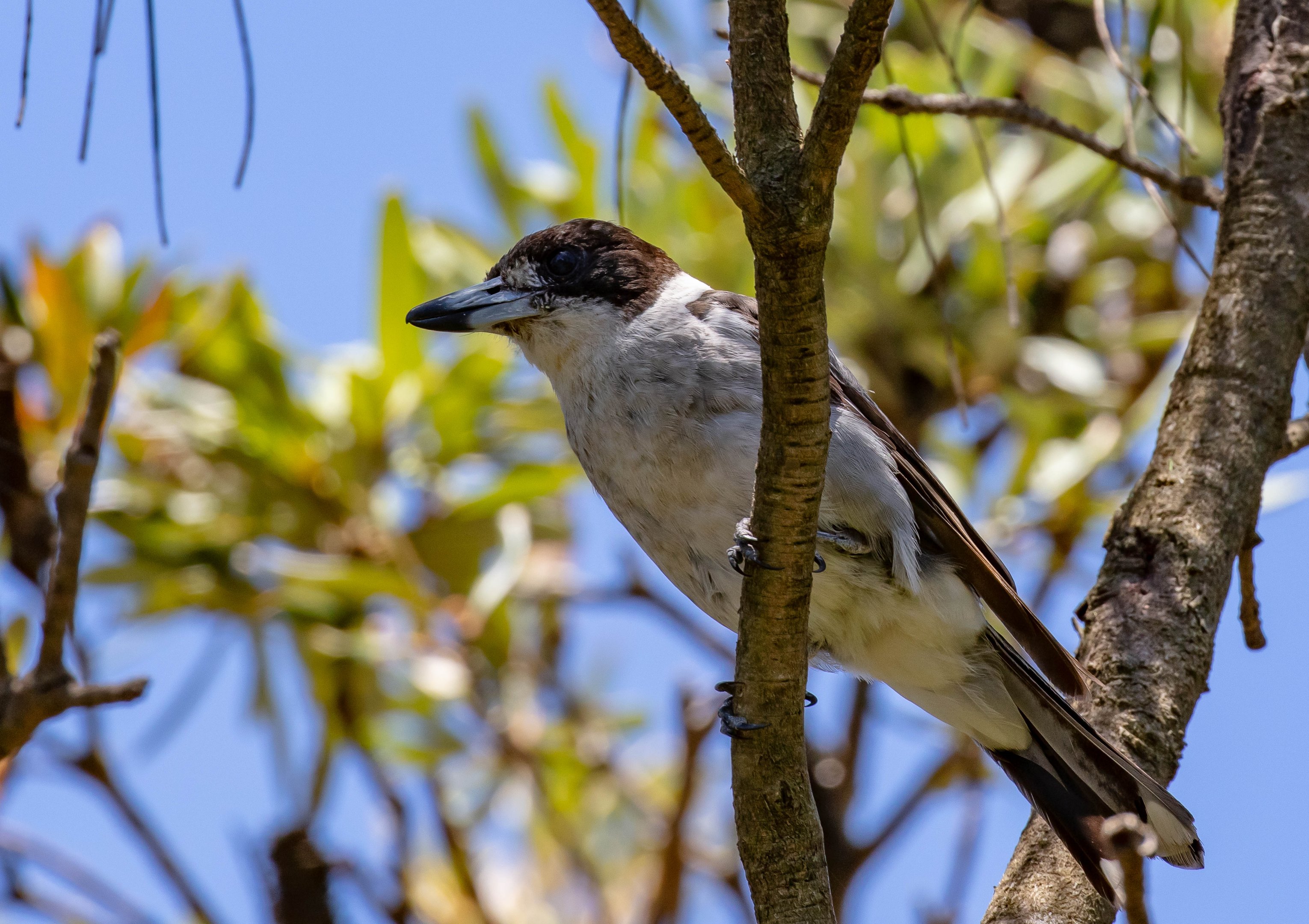 Grey Butcherbird