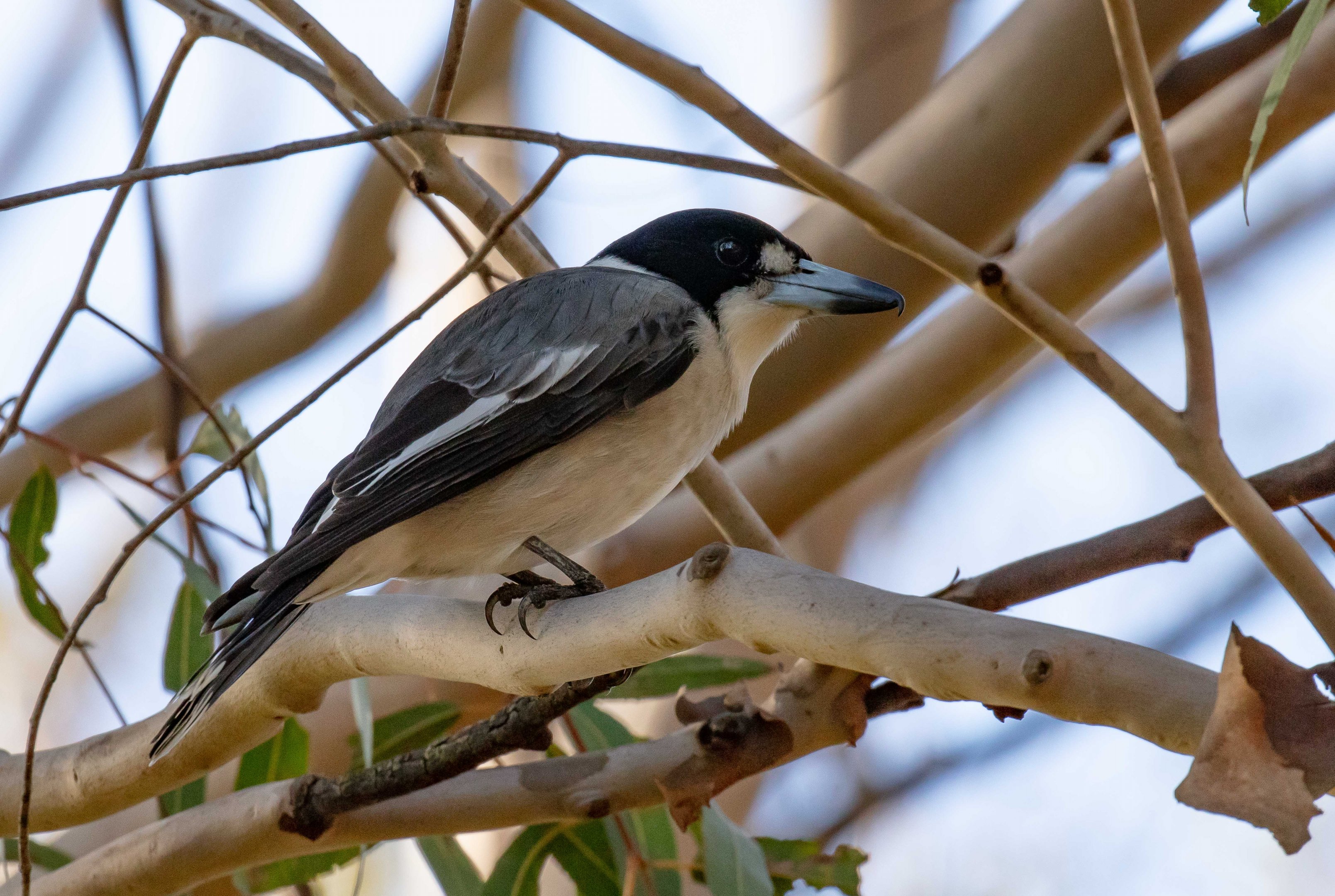 Grey Butcherbird