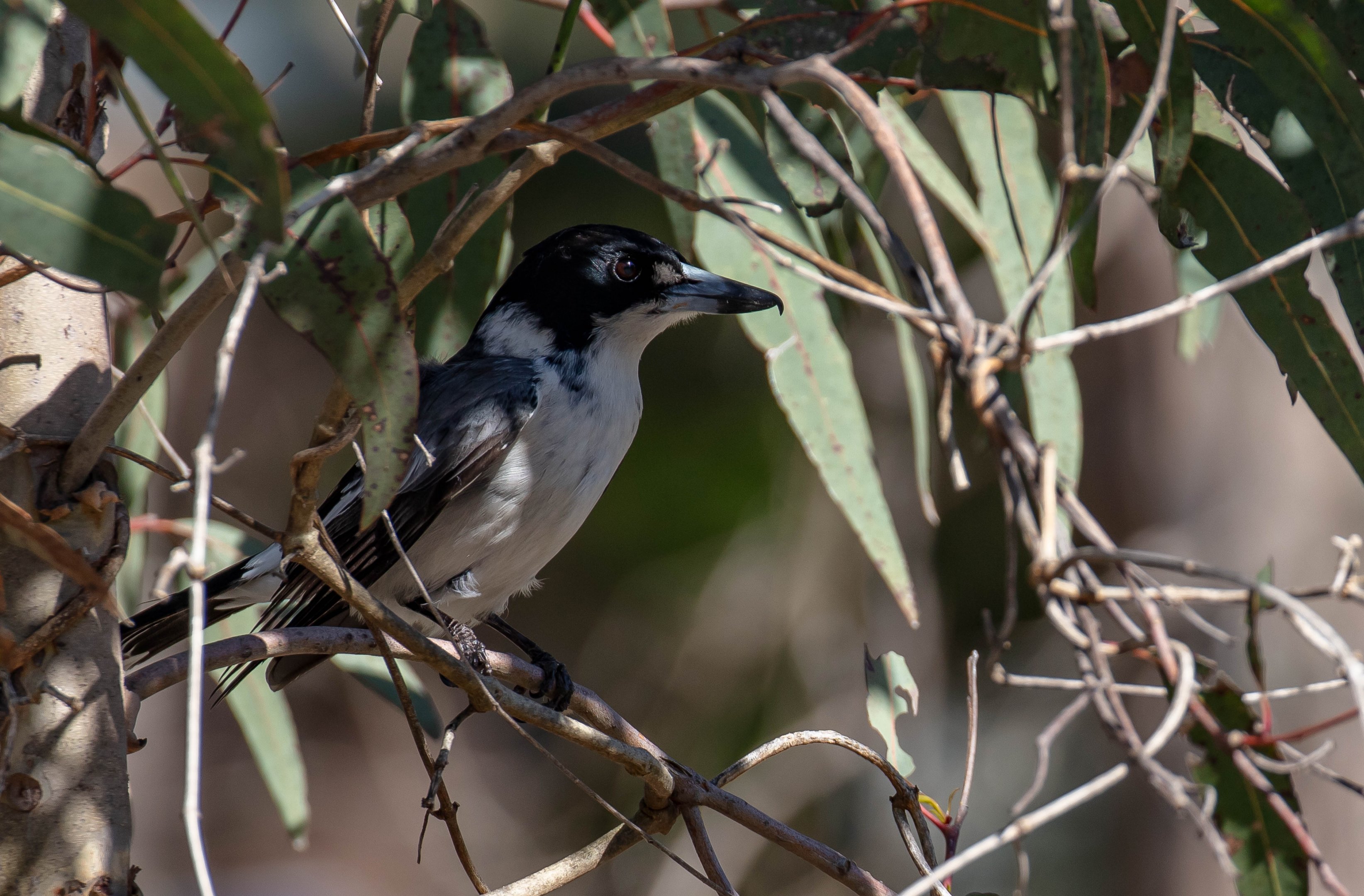 Grey Butcherbird
