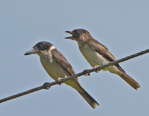 Grey butcherbirds adult + begging juvenile.