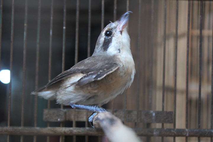 Grey-capped brown shrike (Lanius cristatus lucionensis)