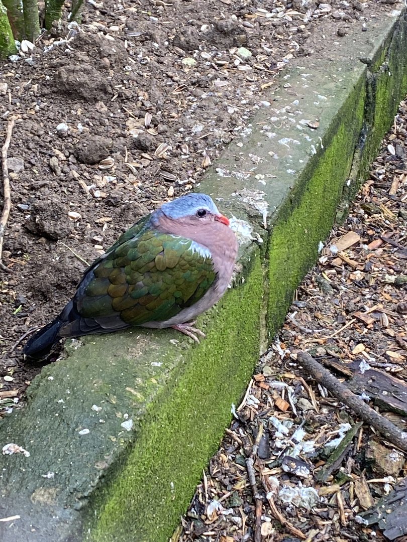 Grey-capped emerald dove 010323