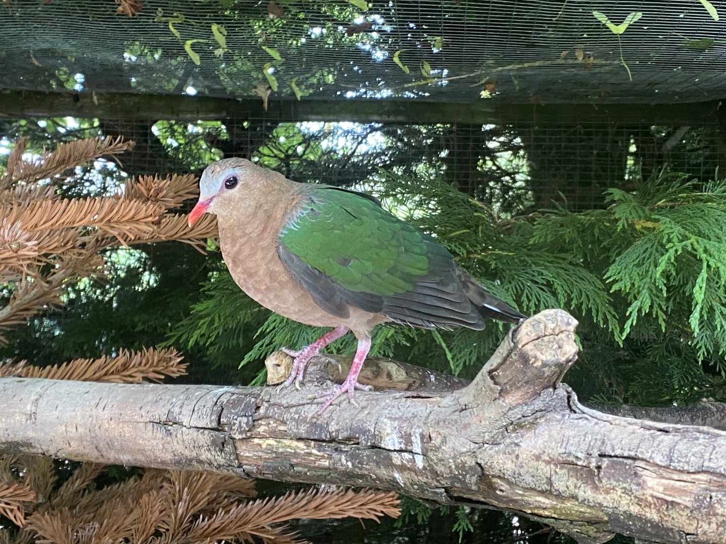 Grey-capped emerald dove 060625