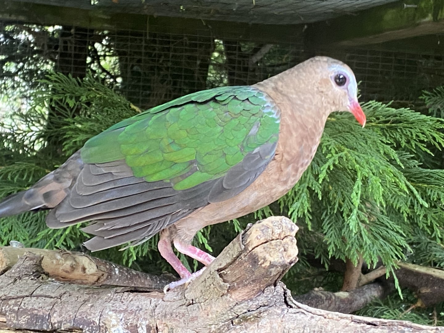 Grey-capped emerald dove 060625
