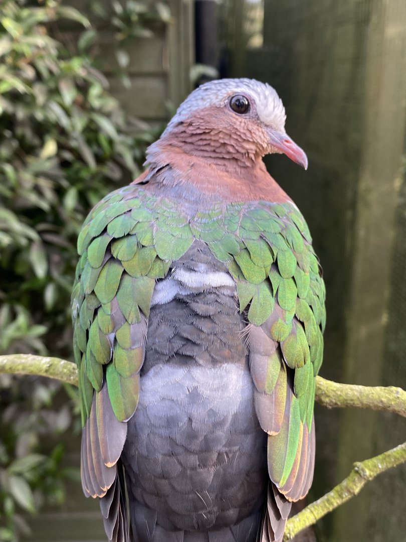 Grey-capped emerald dove 071121