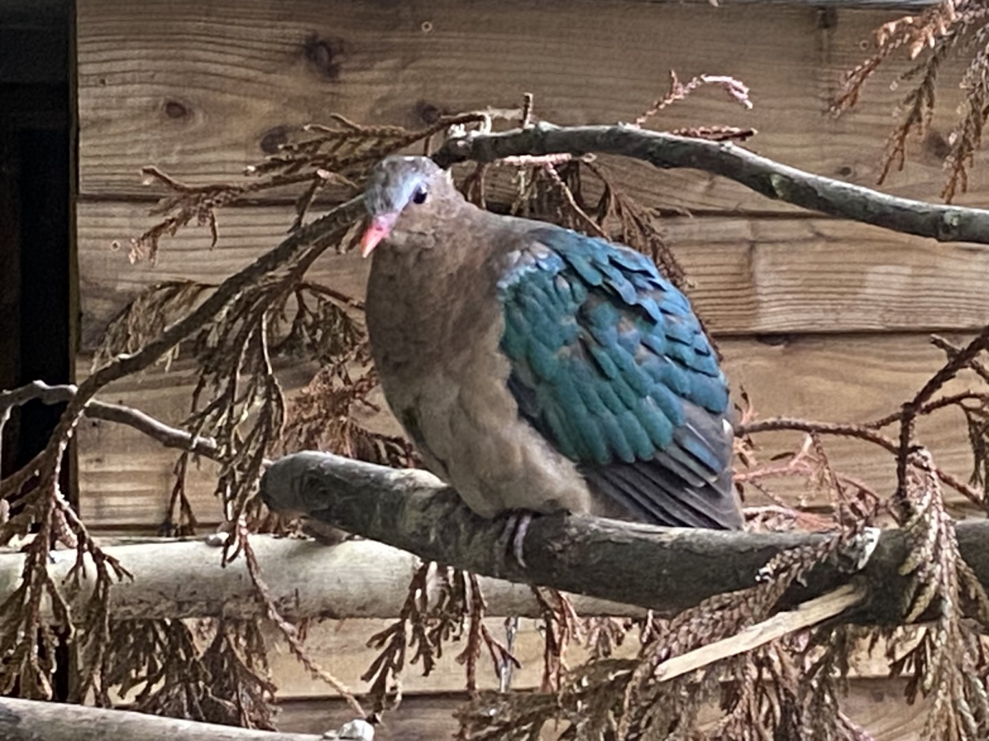 Grey-capped emerald dove 101025