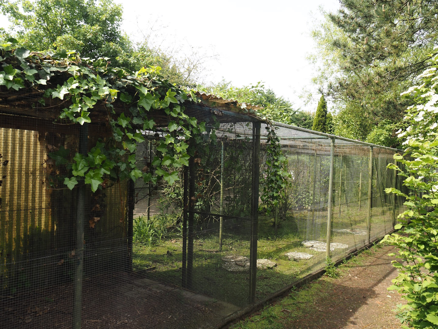 Grey-capped emerald dove and Vietnam pheasant aviary, 2024-05-11