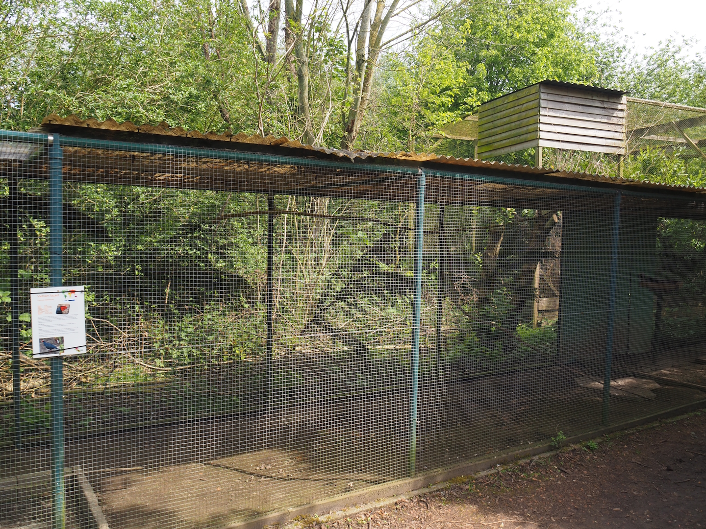 Grey-capped emerald dove and Vietnam pheasant aviary, 2024-05-11