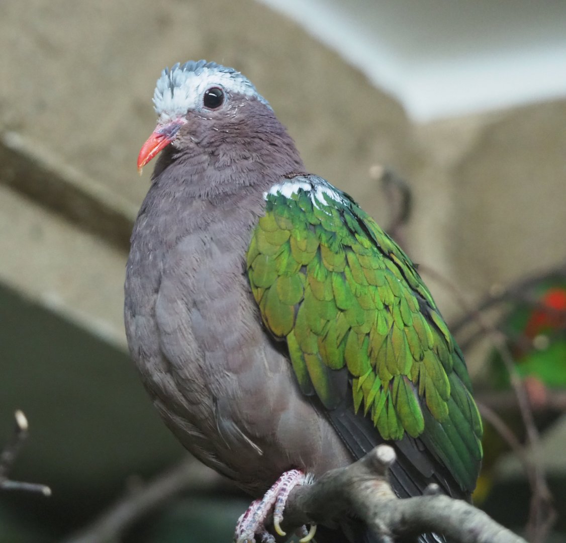Grey-capped emerald dove (Chalcophaps indica), 2020-06-28