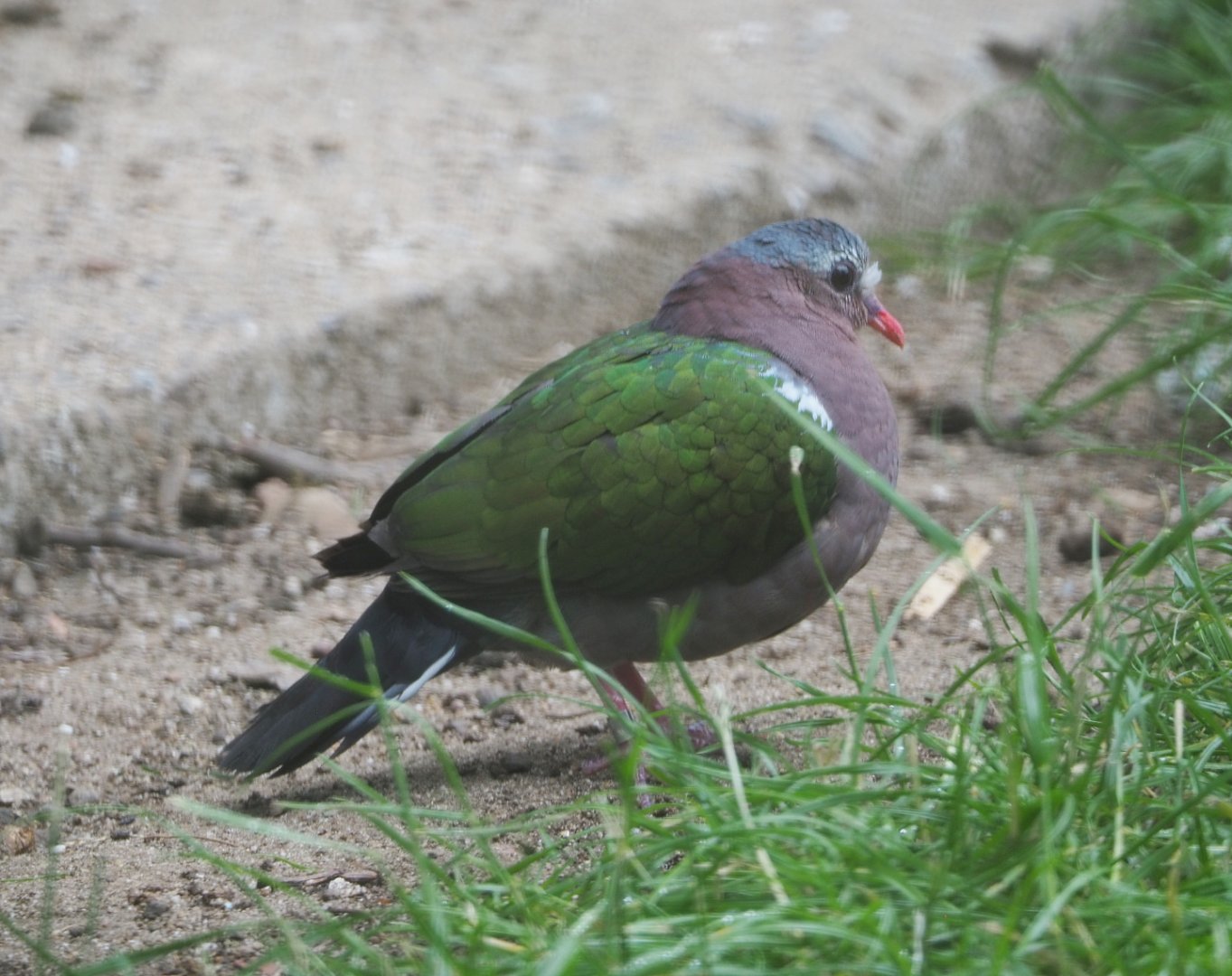 Grey-capped emerald dove (Chalcophaps indica), 2020-07-14