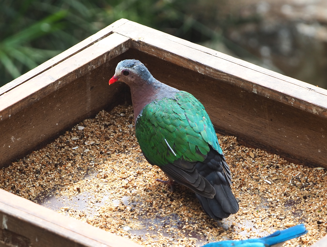 Grey-capped emerald dove (Chalcophaps indica), 2021-06-15