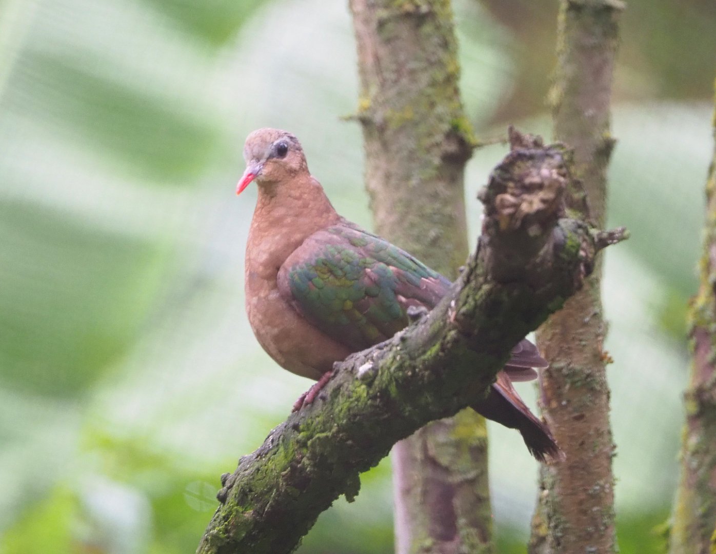 Grey-capped emerald dove (Chalcophaps indica), 2021-11-06