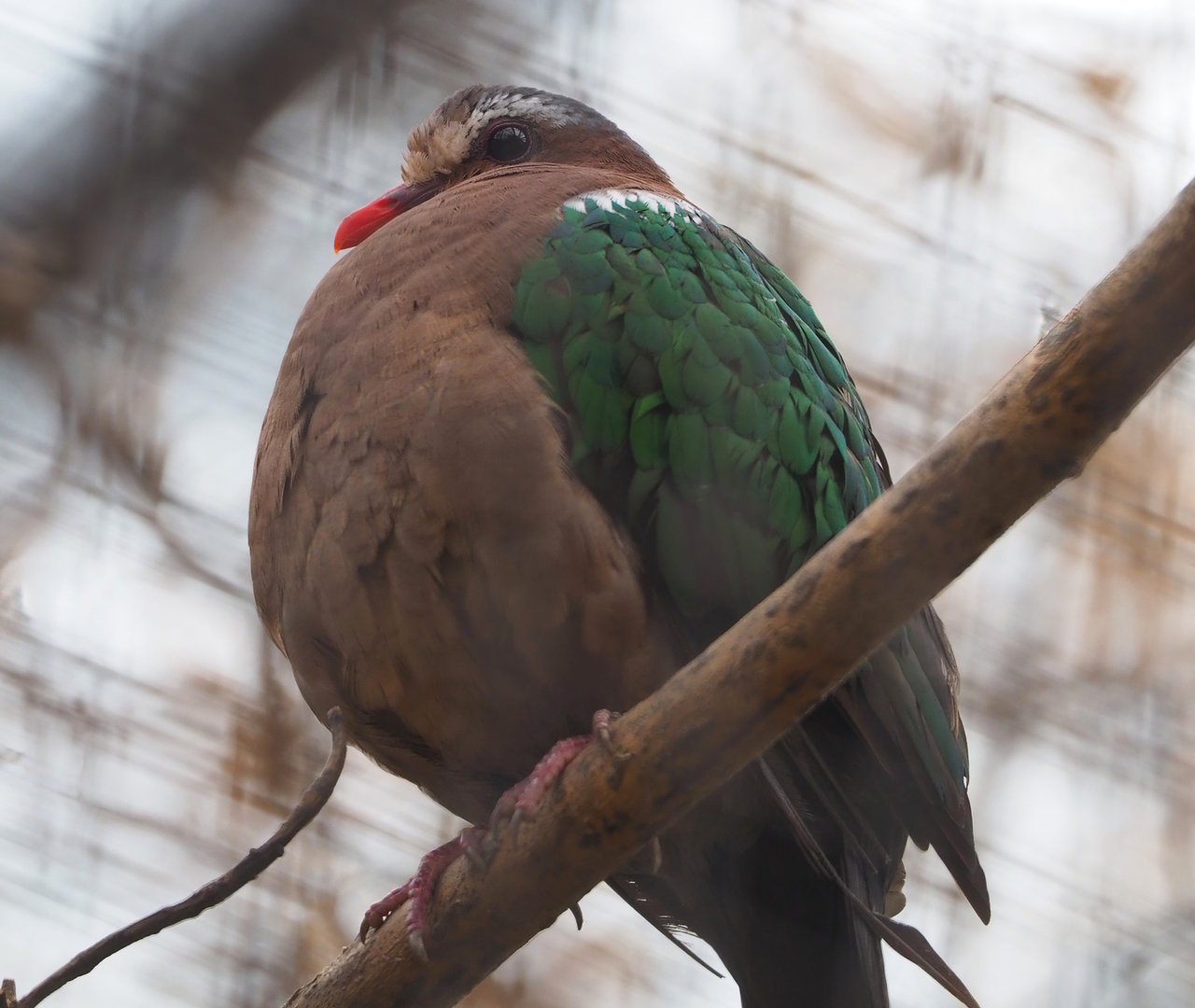 Grey-capped emerald dove (Chalcophaps indica), 2022-07-16
