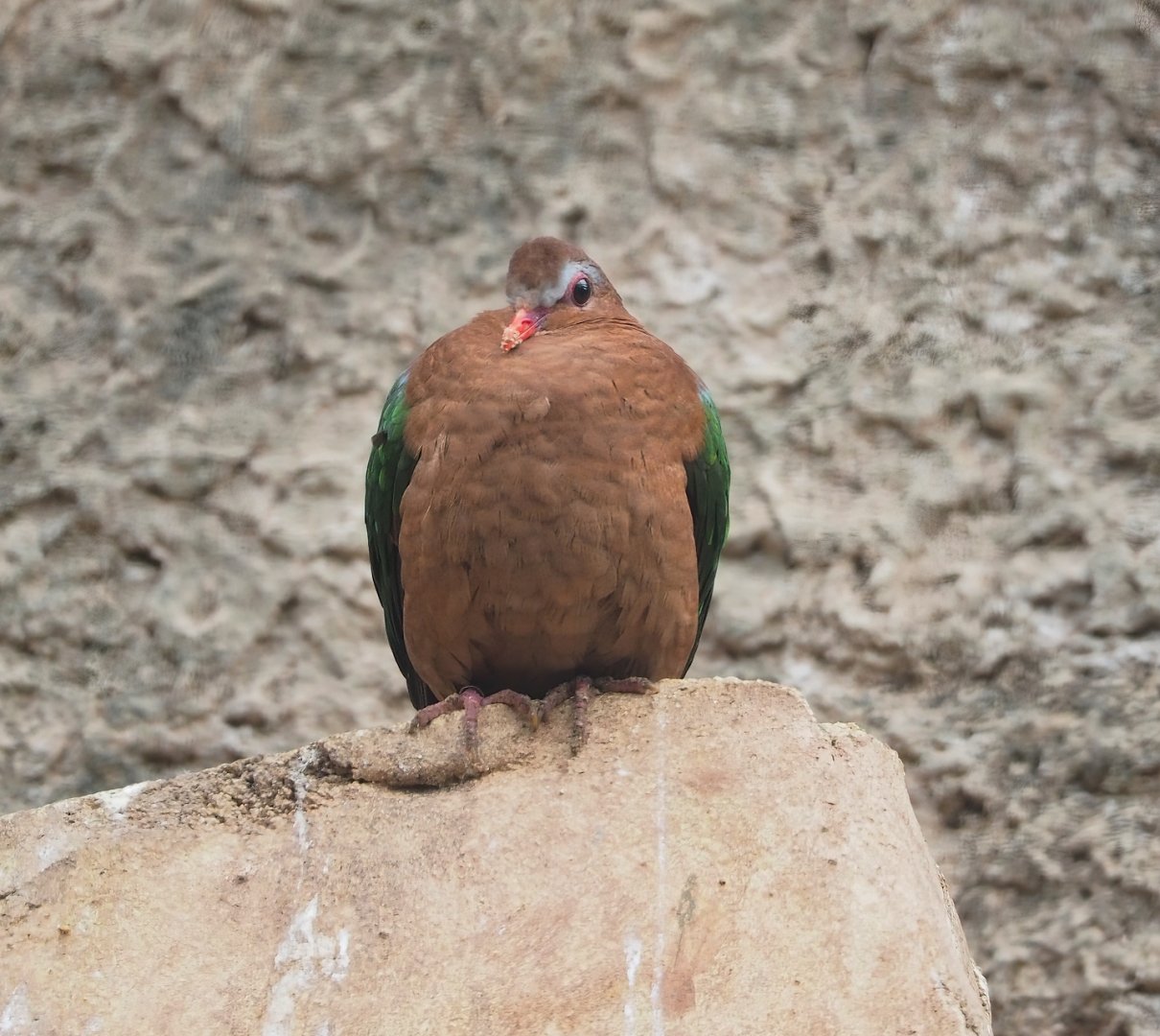 Grey-capped emerald dove (Chalcophaps indica), 2023-05-13