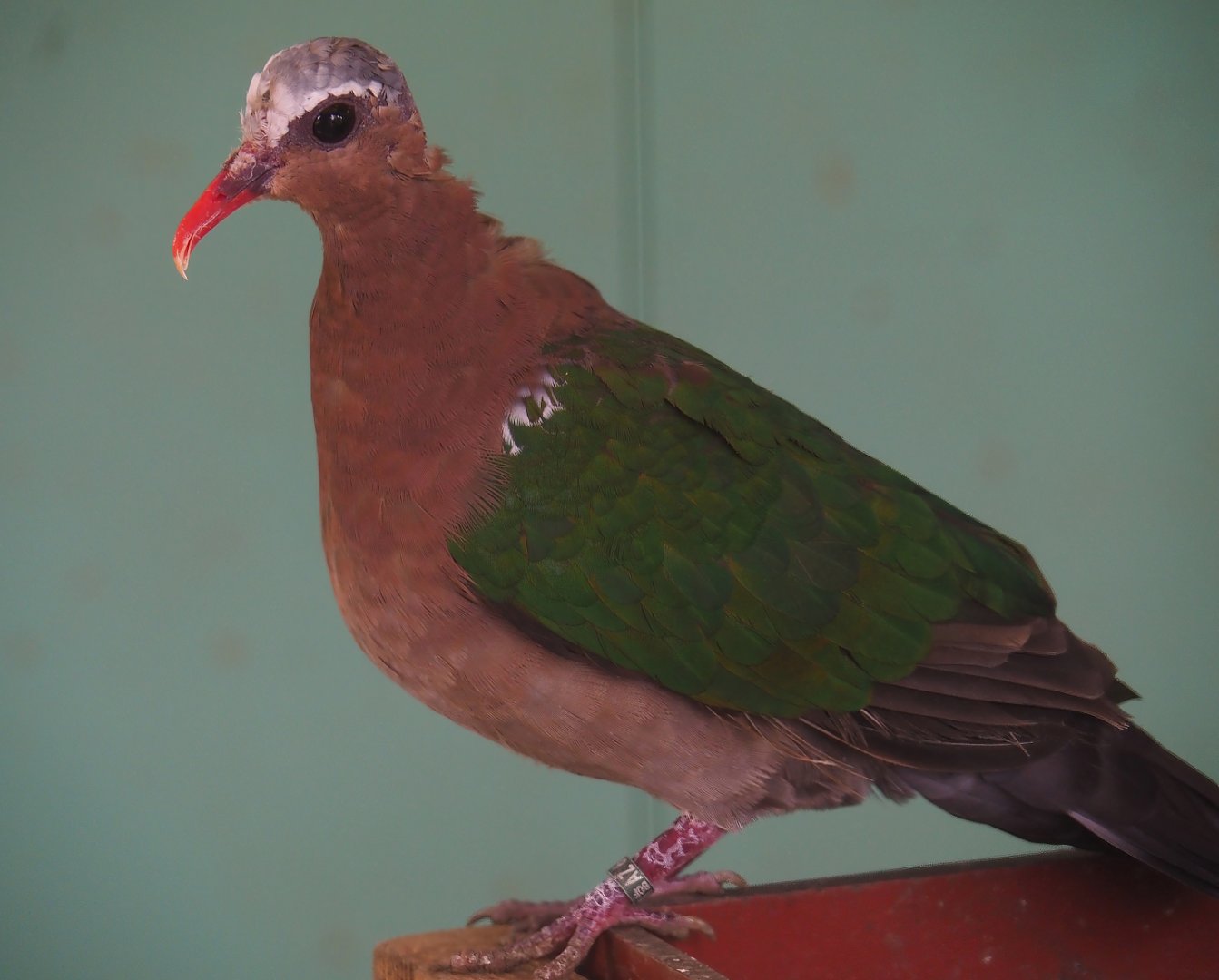 Grey-capped emerald dove (Chalcophaps indica), 2024-05-11