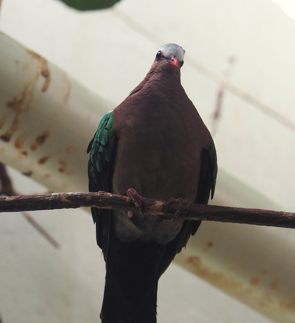 Grey-capped emerald dove (Chalcophaps indica), 2024-06-30