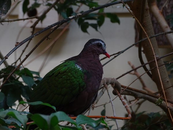 Grey-capped emerald dove (Chalcophaps indica)