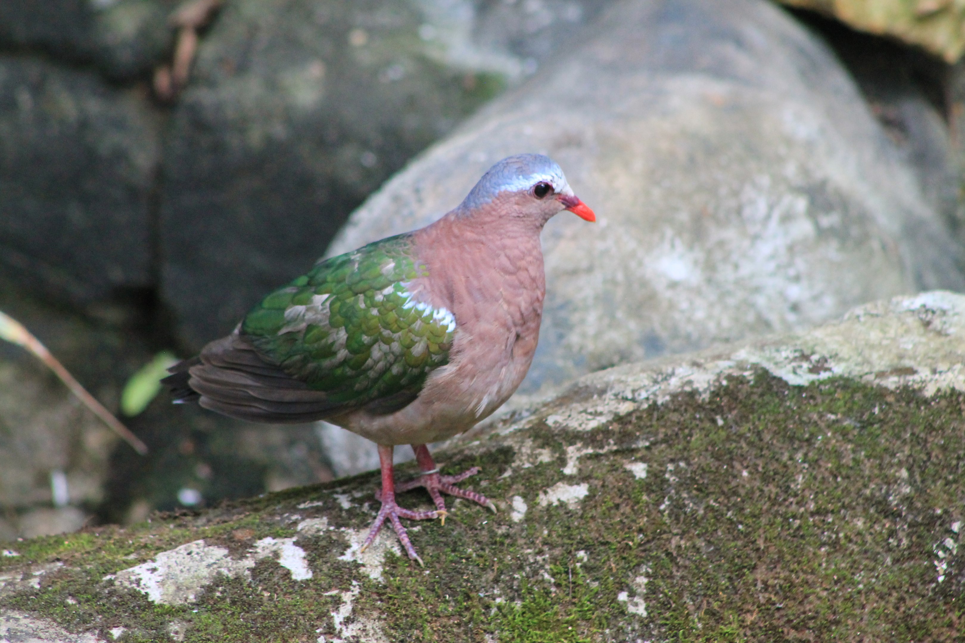 Grey-capped Emerald Dove (Chalcophaps indica)