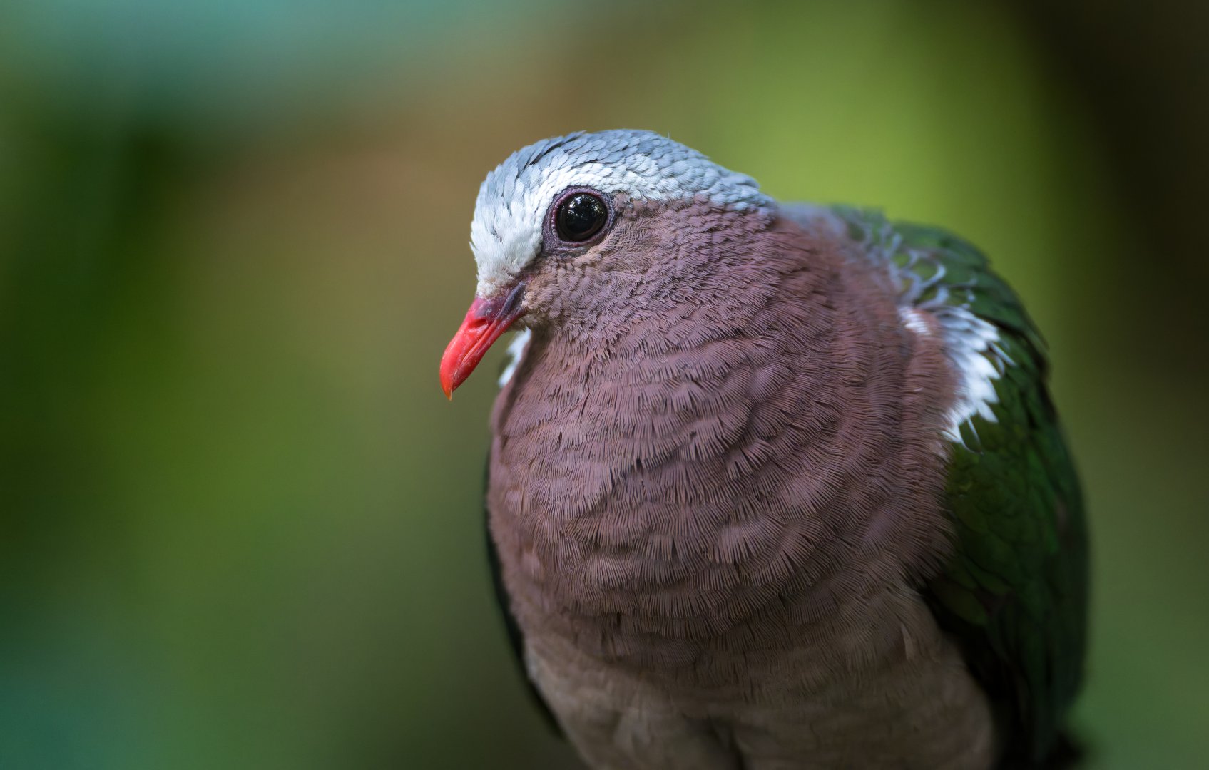 Grey Capped Emerald Dove, CWP, UK