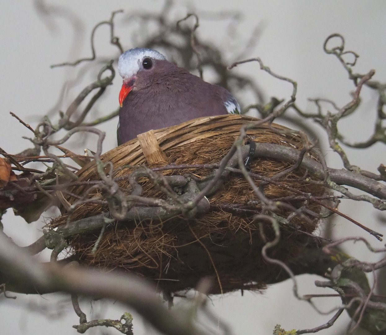 Grey-capped emerald dove on nest (Chalcophaps indica), 2021-06-12
