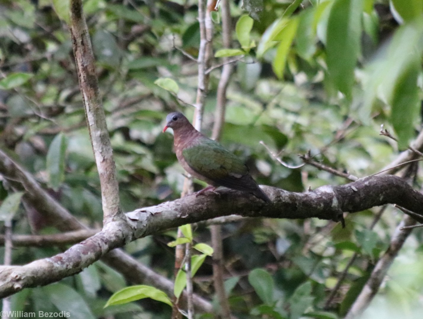Grey-capped Emerald-dove - Taman Negara