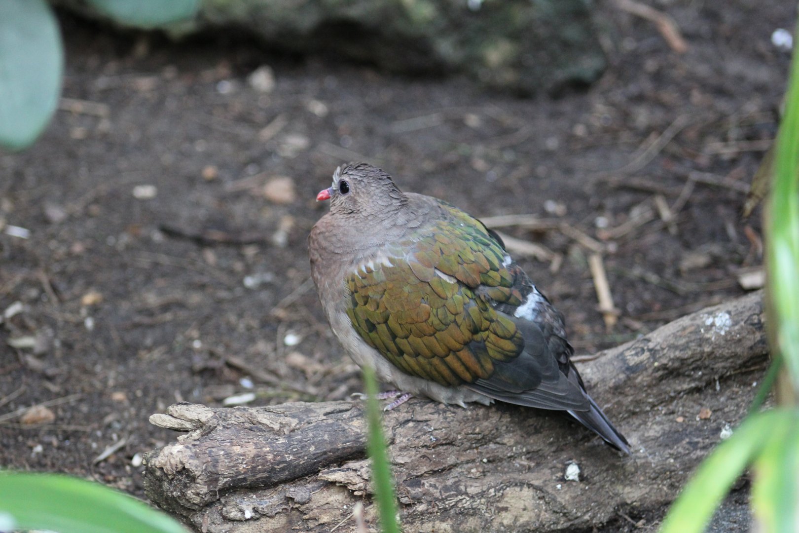 Grey-Capped Emerald Dove