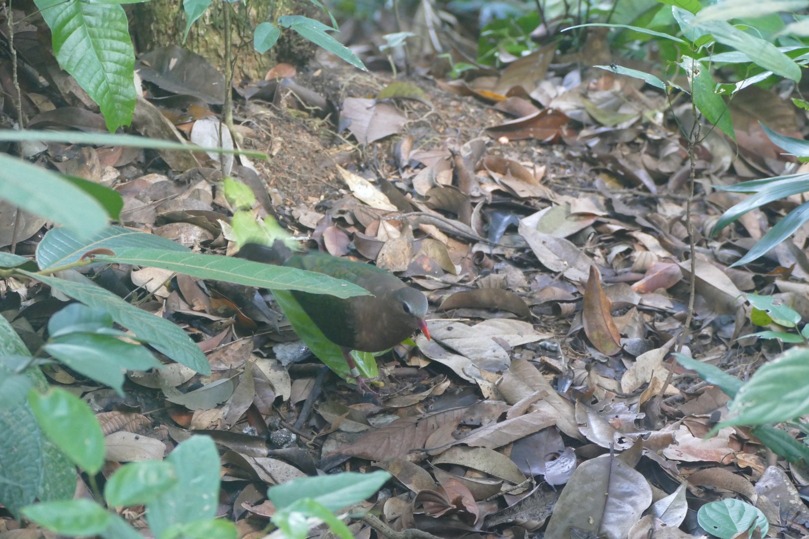 Grey-capped Emerald Dove