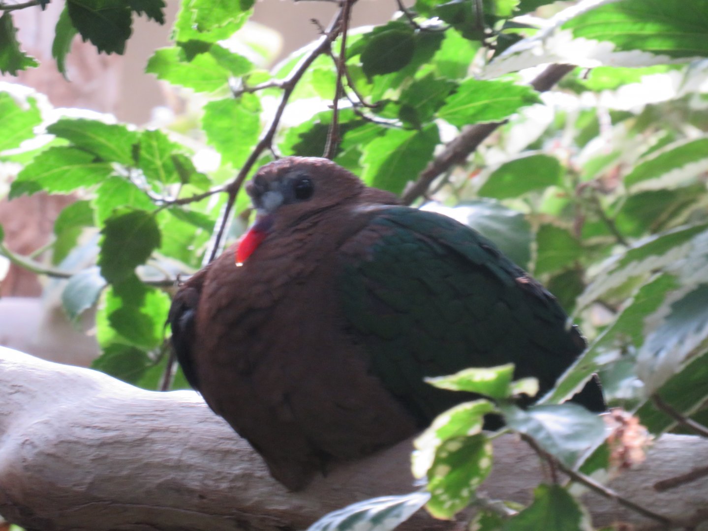 Grey-capped emerald dove