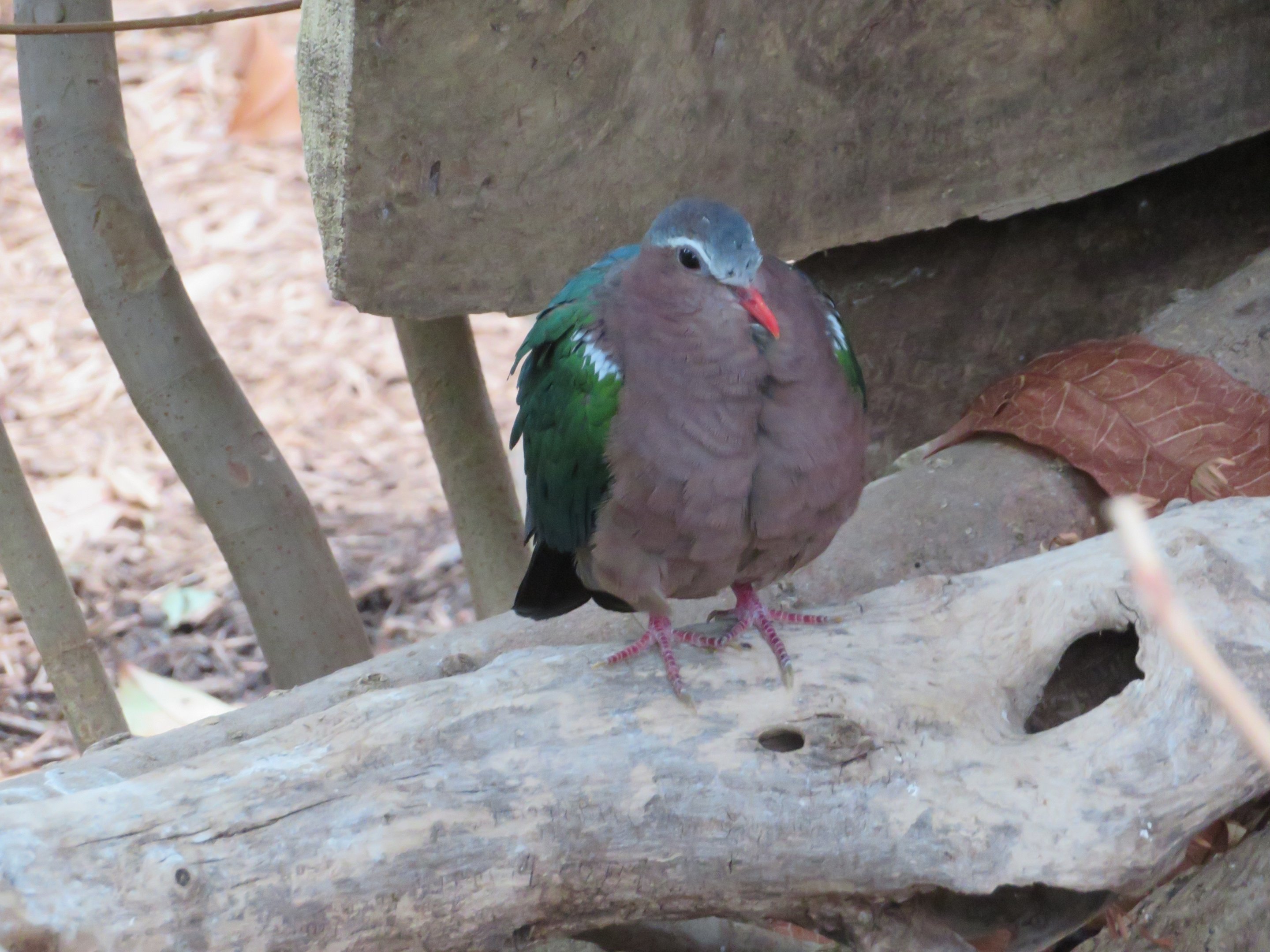 Grey-capped Emerald Dove