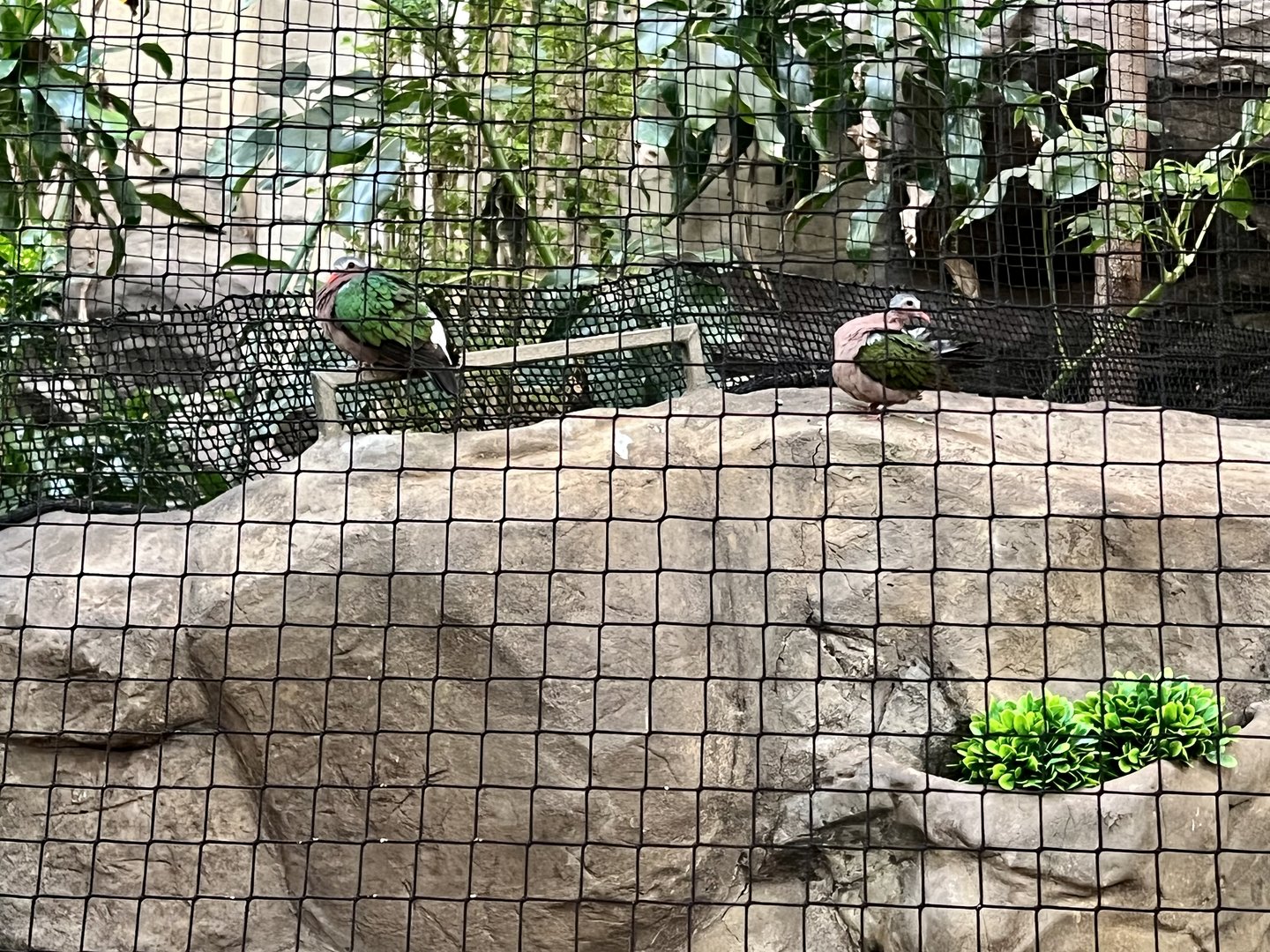 Grey Capped Emerald Dove (?)