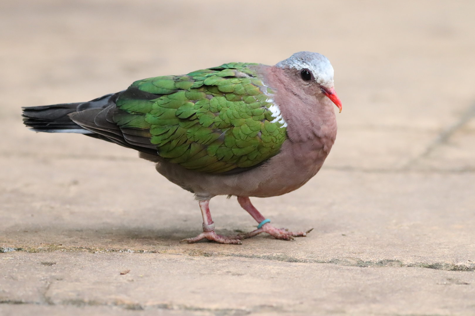 Grey-capped Emerald Dove
