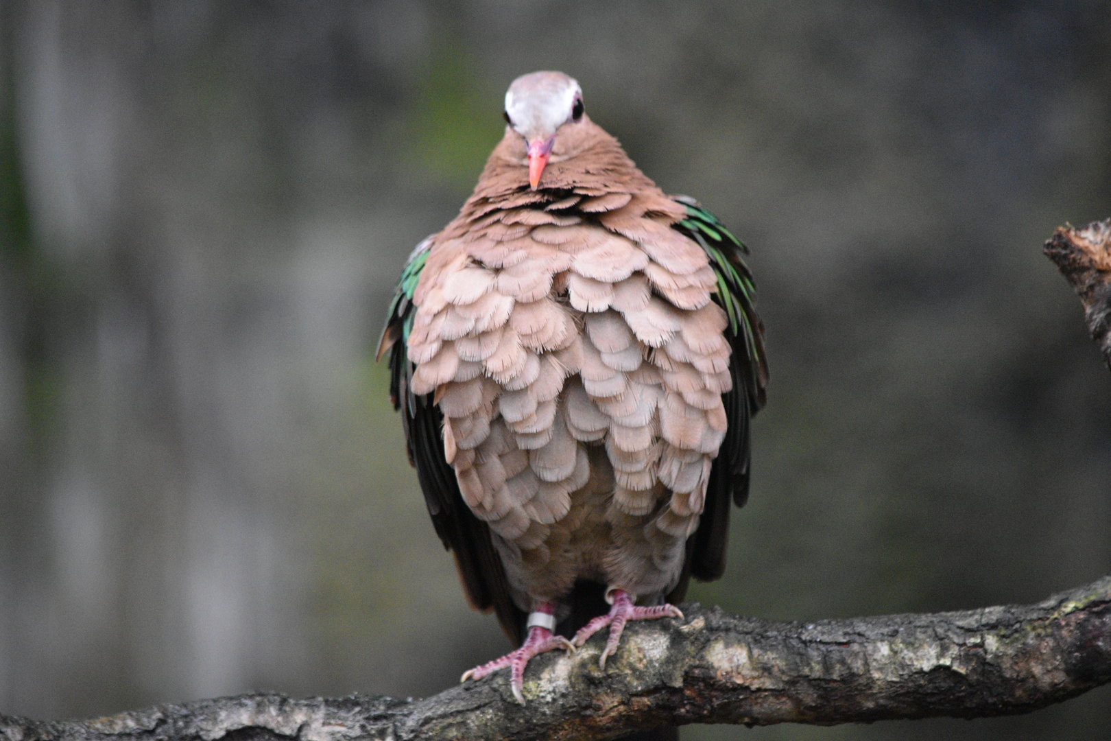 Grey-Capped Emerald Dove