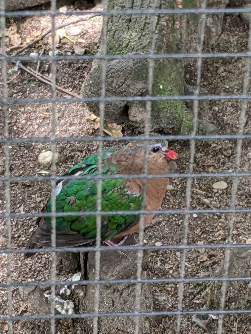 Grey-Capped Emerald Dove