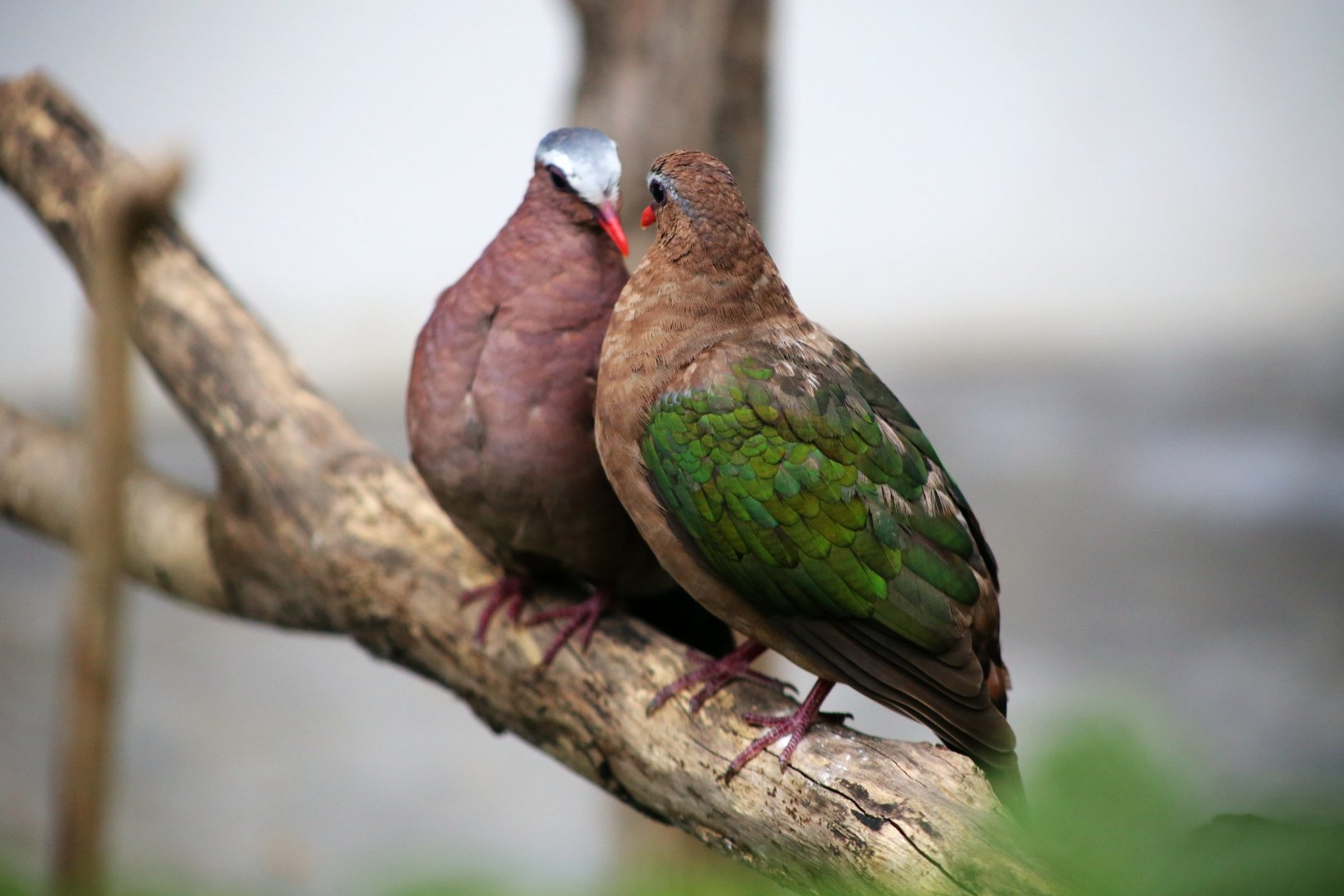 Grey-capped Emerald Dove