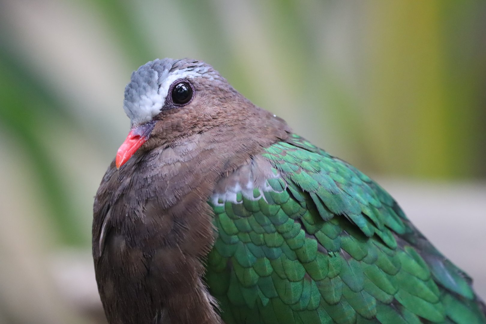 Grey-capped Emerald Dove