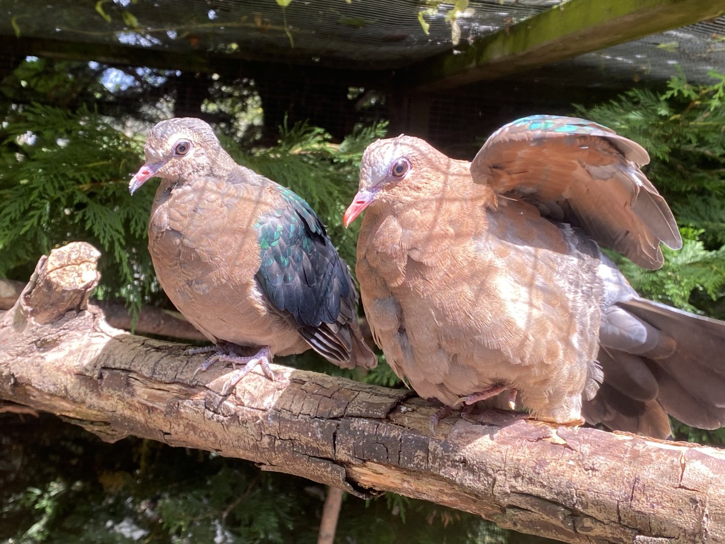 Grey-capped emerald doves 060625