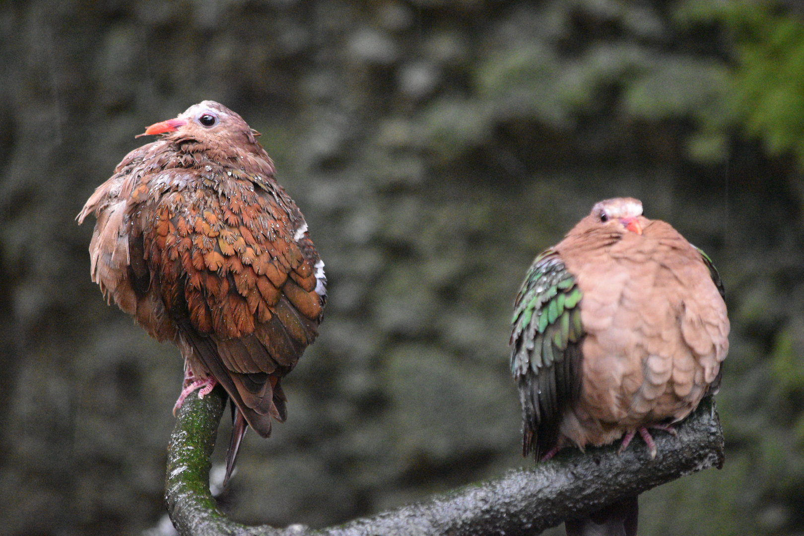 Grey-Capped Emerald Doves