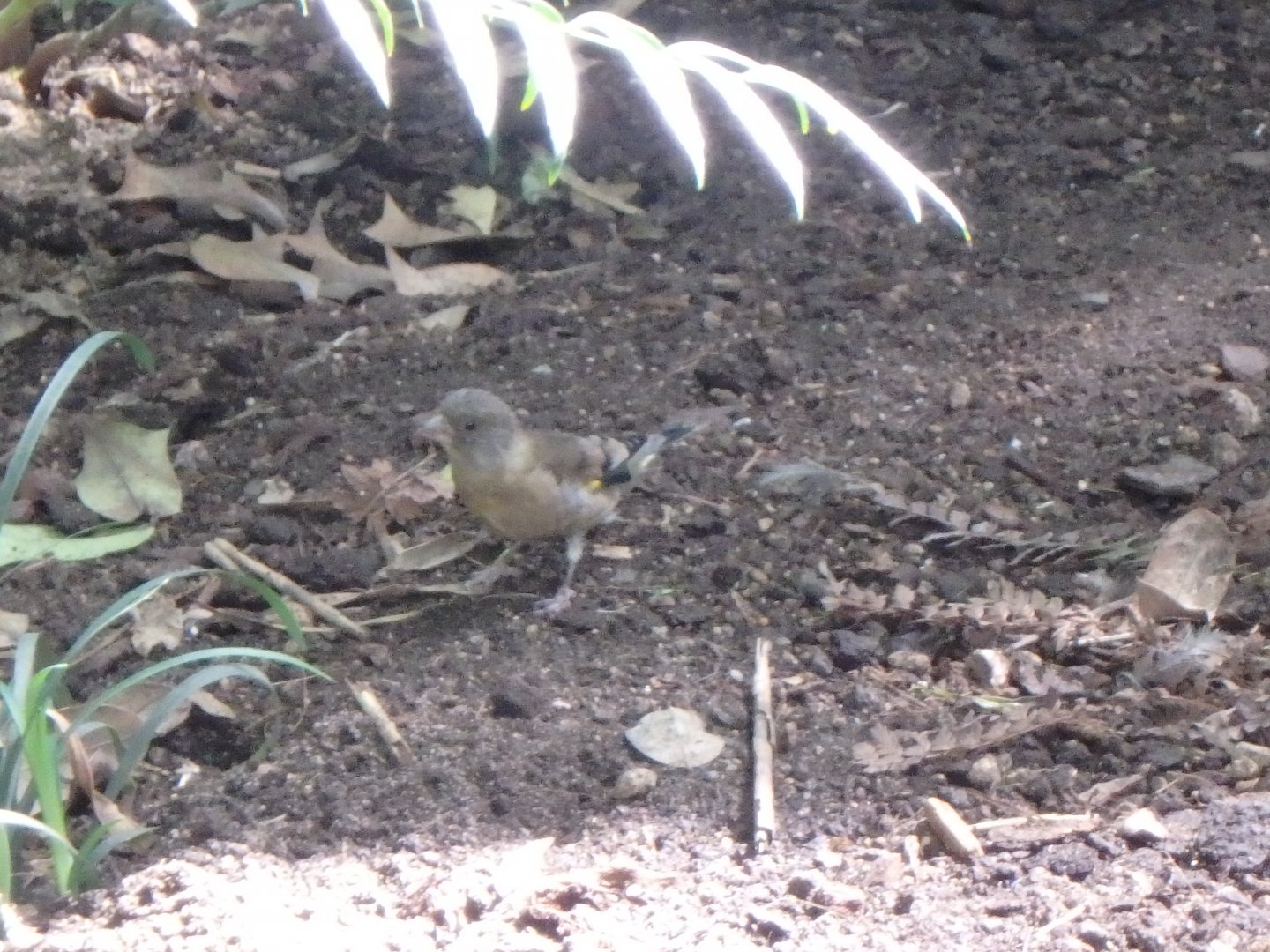 Grey-capped greenfinch