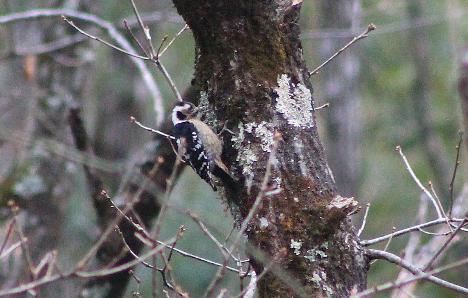 Grey-capped Pigmy Woodpecker (Yungipicus canicapillus)