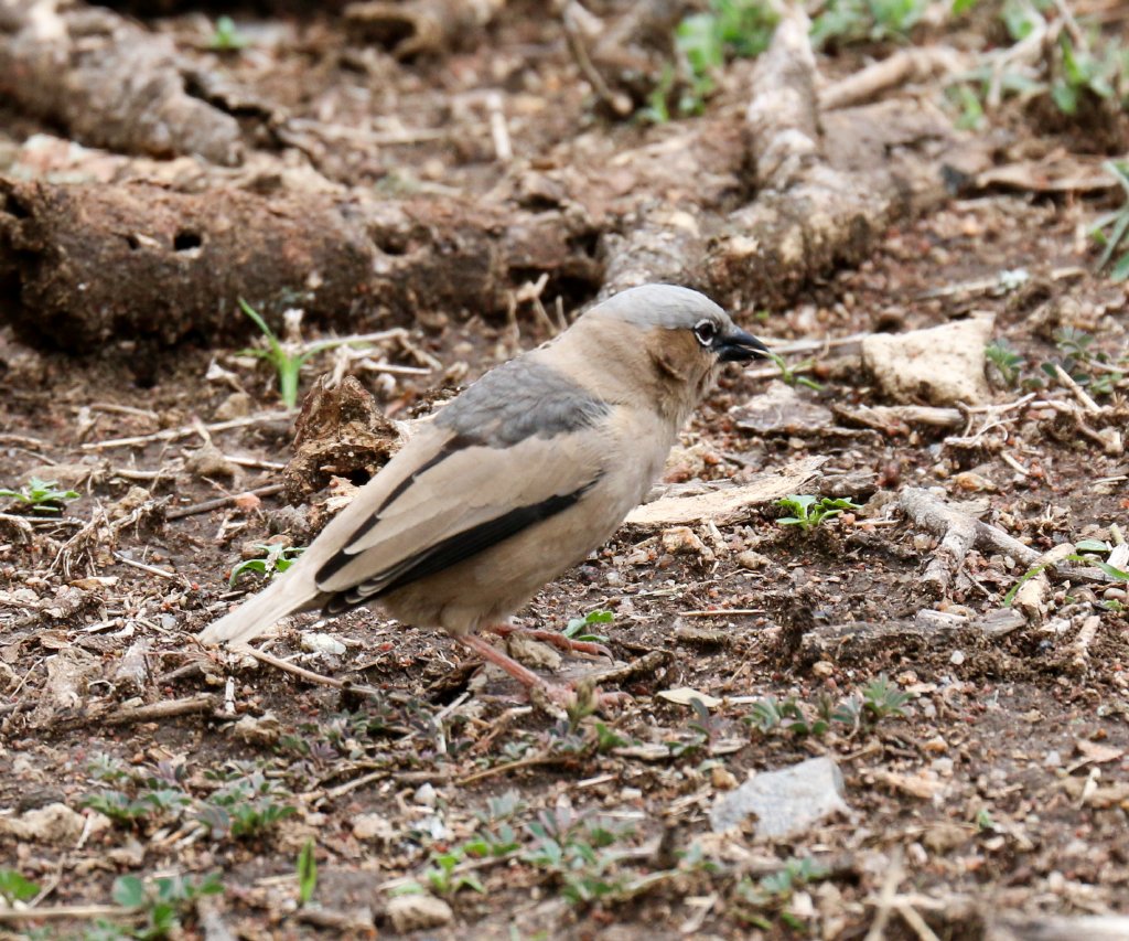 Grey-capped Social Weaver